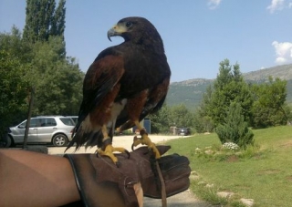  Oficina de falcoaria 